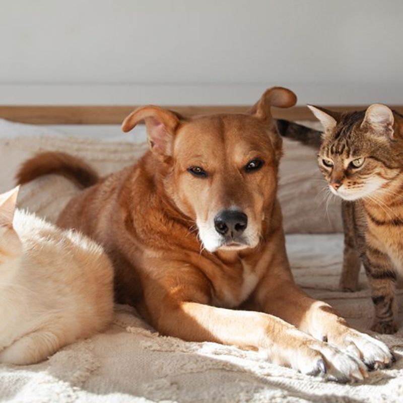 Top brand pate cho chó mèo tại Việt Nam.