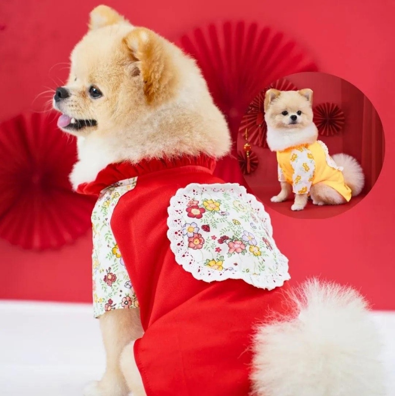 Có Nên Mặc Áo Cho Chó Quanh Năm?