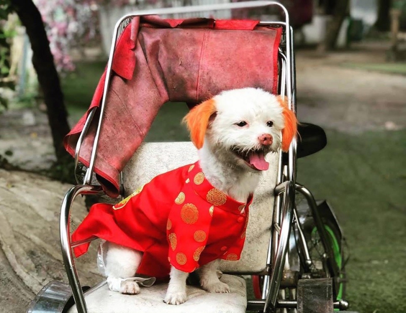 Có Nên Mặc Áo Cho Chó Quanh Năm?