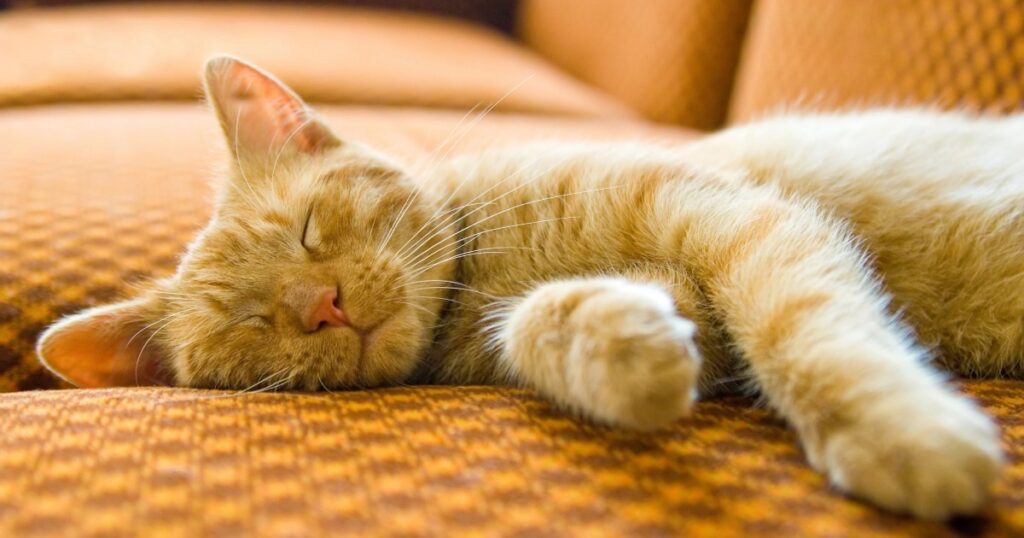 Mèo Ngủ Nhiều, Ít Vận Động: Bình Thường Hay Bệnh?