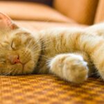 Mèo Ngủ Nhiều, Ít Vận Động: Bình Thường Hay Bệnh?