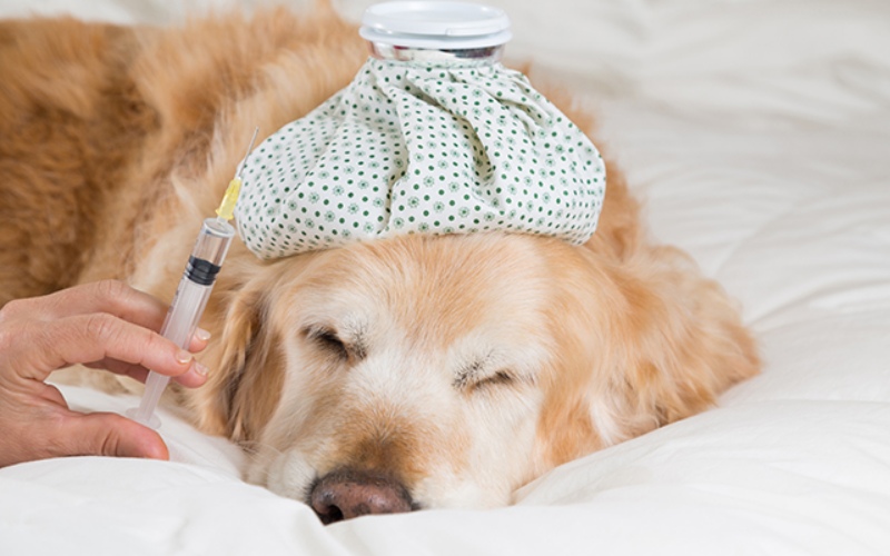 Chó Mệt Mỏi Thở Dốc: Dấu Hiệu Sốc Nhiệt Cần Biết