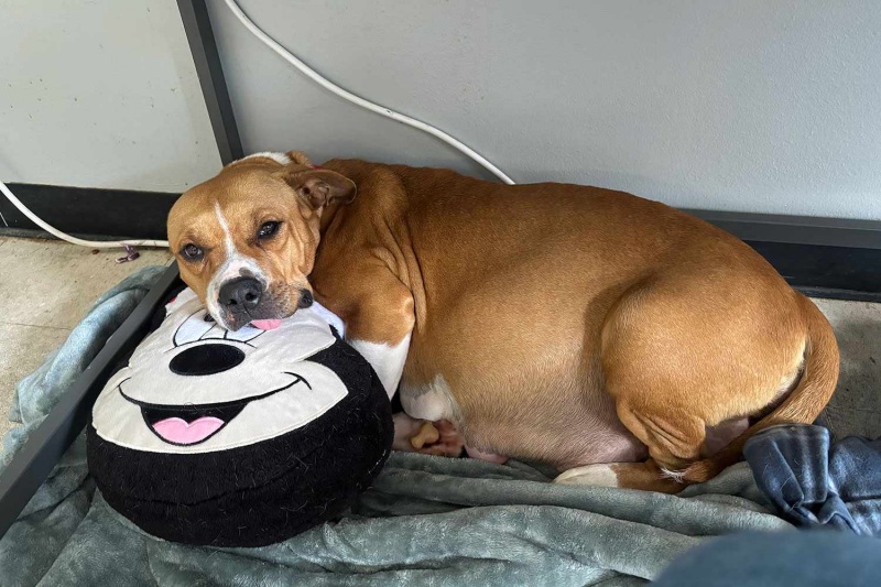 Chó Rụng Lông Sau Sinh: Cách Phục Hồi Nhanh & An Toàn