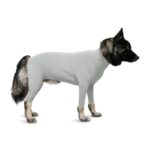 Chó Rụng Lông Theo Mùa: Bình Thường Hay Bệnh Lý?