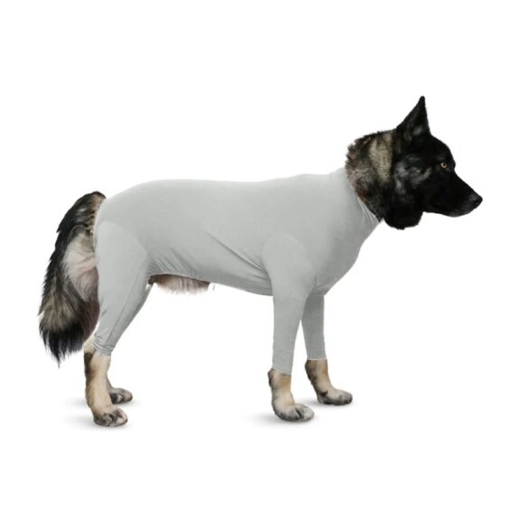 Chó Rụng Lông Theo Mùa: Bình Thường Hay Bệnh Lý?