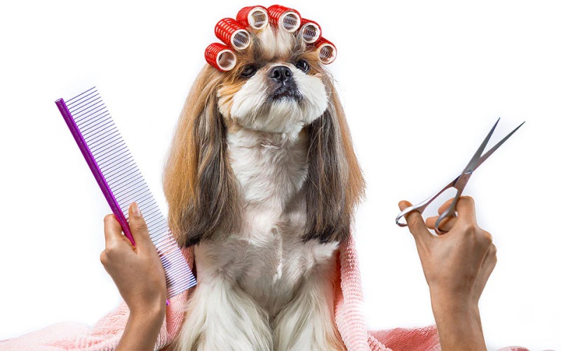 Chó Rụng Lông Từng Mảng: Dấu Hiệu Nhiễm Nấm Nguy Hiểm