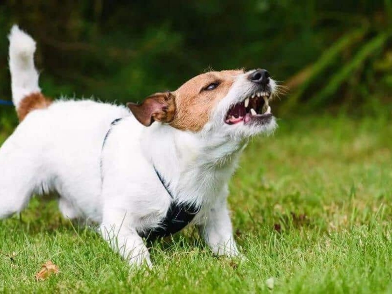 Chó Sủa Khi Ở Một Mình: Do Stress Hay Bản Năng?