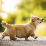 Lịch Tẩy Giun Cho Chó: Bao Lâu Uống 1 Lần Là Đúng?