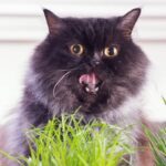 Mèo ói lông là hiện tượng khá phổ biến và thường gặp ở những chú mèo yêu của chúng ta. Nhìn thấy mèo nôn ra búi lông có thể khiến chủ nhân cảm thấy lo lắng và bối rối. Tuy nhiên, việc hiểu rõ nguyên nhân, biểu hiện, cách xử lý và phòng ngừa sẽ giúp bạn chăm sóc tốt hơn cho "cục cưng" của mình. Trong bài viết này, chúng ta sẽ cùng khám phá chi tiết về trạng thái mèo ói lông, khi nào cần đưa đi khám thú y và những biện pháp phòng tránh hiệu quả. Hiểu rõ về búi lông và nguyên nhân gây ra hiện tượng nôn ra búi lông ở mèo Mèo nôn ra búi lông không phải là điều hiếm gặp, đặc biệt đối với những bé mèo thích chải chuốt kỹ càng hoặc có lông dài. Chính quá trình tự vệ sinh giúp chúng loại bỏ lông chết, hạn chế tình trạng rụng lông quá mức, nhưng đồng thời lại gây ra hiện tượng tích tụ lông trong bụng. Đây là lý do khiến chúng dễ bị nôn ra búi lông, gây khó chịu cho mèo và chủ nhân. Chuyên gia y học thú y cho biết, búi lông là tập hợp các sợi lông chết đã bị nuốt vào trong quá trình mèo tự chải chuốt. Những búi lông này thường hình dạng nhỏ, dài, trụ hoặc giống như xúc xích, có màu sắc gần giống lông mèo, còn có thể hơi nâu hoặc xỉn màu do dịch tiêu hóa. Khi mắc kẹt trong dạ dày hoặc ruột, nó có thể gây ra cảm giác khó chịu và thúc đẩy mèo nôn ra để đẩy búi lông ra ngoài. Nguyên nhân chính khiến mèo bị búi lông là do quá trình chải chuốt quá mức hoặc tự làm sạch lông. Thói quen liếm lông liên tục làm lông rụng và bị nuốt vào bụng. Trong một số trường hợp, mèo có thể lười hoạt động hoặc bị căng thẳng, dẫn đến việc chải chuốt nhiều hơn bình thường, làm tăng khả năng tích tụ búi lông. Thêm vào đó, chế độ dinh dưỡng thiếu chất xơ hoặc không phù hợp cũng ảnh hưởng đến quá trình tiêu hóa, làm búi lông dễ dàng hình thành. Chính vì vậy, việc nhận biết rõ nguyên nhân sẽ giúp chủ nhân có phương pháp phòng ngừa phù hợp hơn. Việc dành thời gian chải lông đều đặn, cung cấp chế độ ăn giàu chất xơ và hạn chế căng thẳng sẽ góp phần giảm thiểu tình trạng mọc búi lông trong bụng của mèo, giúp chúng cảm thấy thoải mái, khỏe mạnh hơn trong cuộc sống hàng ngày. Biểu hiện và cách phân biệt mèo ói lông bình thường hay bất thường Khi mèo nôn ra búi lông, chủ nhân chắc chắn sẽ cần chú ý đến các biểu hiện kèm theo để đánh giá mức độ nguy hiểm của tình trạng này. Thông thường, mèo ói lông không gây nguy hiểm nghiêm trọng nếu xảy ra ít hơn một lần mỗi tháng, và búi lông có thể tự tiêu hoặc được thải ra qua mỗi lần nôn. Tuy nhiên, nếu biểu hiện kéo dài hoặc đi kèm các dấu hiệu bất thường, chủ nhân cần lập tức đưa mèo đến cơ sở y tế thú y để kiểm tra kỹ hơn. Biểu hiện bình thường của mèo ói lông là quá trình nôn ít hơn một lần mỗi tháng, với chất nôn không quá lạ hoặc gây sốc. Sau khi nôn, mèo vẫn hoạt động bình thường, không có dấu hiệu mệt mỏi, giảm thèm ăn hoặc thay đổi hành vi rõ rệt. Trong trường hợp này, chủ nhân hoàn toàn có thể theo dõi trong vòng 24 giờ để đảm bảo rằng tình hình vẫn ổn định, không có biến chuyển xấu nào xảy ra. Trên thực tế, nhiều trường hợp mèo ói lông bình thường sẽ không gây ảnh hưởng tiêu cực về lâu dài, đặc biệt nếu chủ nhân chăm sóc đúng cách. Việc cho mèo nghỉ ngơi, cung cấp đủ nước, chế độ ăn hợp lý sẽ giúp giảm thiểu tình trạng búi lông hình thành. Tuy nhiên, nếu có các biểu hiện như nôn quá nhiều lần, búi lông lớn hoặc có màu sắc bất thường, kèm theo các triệu chứng khác như chán ăn, lờ đờ hoặc tiêu chảy, chủ nhân cần nghĩ đến khả năng mắc bệnh hoặc tắc nghẽn nghiêm trọng. Lúc này, việc đưa mèo đến bác sĩ thú y là điều cần thiết để xác định chính xác nguyên nhân và tiến hành điều trị thích hợp. Cần chú ý rằng, việc theo dõi sát sao các biểu hiện của mèo trong quá trình nôn ra búi lông sẽ giúp chủ nhân nhận biết được tình hình sức khỏe của thú cưng, qua đó có các biện pháp chăm sóc phù hợp và kịp thời. Đừng chủ quan trước các dấu hiệu bất thường, vì đôi khi, búi lông có thể gây ra các biến chứng nghiêm trọng nếu không được xử lý đúng cách. Các phương pháp xử lý khi mèo ói lông và cách phòng ngừa hiệu quả Khi mèo ói ra búi lông, việc xử lý đúng cách đóng vai trò quan trọng để bảo vệ sức khỏe của thú cưng cũng như giảm thiểu rủi ro gây ra các biến chứng nặng nề hơn. Chủ nhân cần xác định xem tình trạng của mèo là bình thường hay bất thường trước khi quyết định hành động tiếp theo. Trong các trường hợp bình thường, việc để yên và theo dõi trong vòng 24 giờ là phù hợp, còn nếu bất thường, cần đưa mèo đến bác sĩ thú y để được kiểm tra và điều trị kịp thời. Việc điều trị tại nhà có thể gồm các biện pháp giúp hỗ trợ tiêu hóa, giảm búi lông hình thành như sử dụng thuốc nhuận tràng, gel hoặc bột trị búi lông theo hướng dẫn của bác sĩ. Ngoài ra, các phương pháp nội soi hoặc phẫu thuật sẽ được chỉ định trong trường hợp búi lông bị tắc nghẽn nghiêm trọng, gây nguy hiểm đến tính mạng của mèo. Chủ nhân cần tuân thủ đúng hướng dẫn y tế để đảm bảo quá trình điều trị đạt hiệu quả cao nhất. Để phòng ngừa búi lông hình thành và hạn chế tình trạng mèo ói lông, chủ nhân nên thực hiện những biện pháp phù hợp và đều đặn. Việc chải lông thường xuyên giúp loại bỏ lông rụng, giảm khả năng nuốt phải lông chết. Chế độ ăn giàu chất xơ, axit béo từ cá biển hoặc rau củ xay nhuyễn trộn vào thức ăn cũng giúp hỗ trợ tiêu hóa hiệu quả hơn. Ngoài ra, quan tâm đến tinh thần của mèo, tạo môi trường vui vẻ, giảm căng thẳng cũng góp phần hạn chế thói quen chải chuốt quá mức. Cuối cùng, việc bổ sung đủ nước và sử dụng thức ăn ướt sẽ giúp duy trì độ ẩm cần thiết cho hệ tiêu hóa của mèo, hạn chế việc tích tụ búi lông trong bụng. Chủ nhân cần xây dựng lịch trình chăm sóc hợp lý, kết hợp các biện pháp phòng ngừa này để giúp mèo yêu luôn khỏe mạnh, ít gặp phải tình trạng ói lông và búi lông. Đặc biệt, việc khám định kỳ cũng giúp phát hiện sớm các vấn đề liên quan đến tiêu hóa của thú cưng, từ đó có biện pháp can thiệp phù hợp, kịp thời. Tổng kết: Biết khi nào cần can thiệp thú y để bảo vệ sự an toàn của mèo yêu Mèo ói lông là hiện tượng khá phổ biến, nhưng không phải lúc nào cũng đáng lo ngại nếu chúng ta biết cách theo dõi và xử lý đúng cách. Hầu hết các trường hợp nôn ra búi lông đều không gây nguy hiểm lớn, miễn là chúng diễn ra với tần suất thấp, và không kèm theo các biểu hiện bất thường khác. Tuy nhiên, chủ nhân cần nâng cao ý thức để nhận biết rõ các dấu hiệu cảnh báo nhằm phòng tránh các biến chứng có thể xảy ra. Việc nôn ra búi lông quá thường xuyên, búi lông kích thước lớn hoặc có màu sắc bất thường là các dấu hiệu cảnh báo về tình trạng nghiêm trọng cần được đưa đi khám thú y ngay lập tức. Đồng thời, các triệu chứng như giảm thèm ăn, lờ đờ, tiêu chảy hoặc táo bón, bụng sưng hoặc đau cũng là những dấu hiệu cần cảnh giác. Nếu xác định đây là tình trạng bất thường, chủ nhân đừng chần chừ, hãy đưa mèo tới phòng khám để được kiểm tra, chẩn đoán chính xác và điều trị kịp thời. Chăm sóc đúng cách, phòng ngừa hiệu quả, và theo dõi sát sao sẽ giúp mèo yêu của bạn có cuộc sống khỏe mạnh, không lo về búi lông hoặc các biến chứng liên quan đến tình trạng ói lông. Đồng hành cùng thú cưng trong suốt quá trình dài, chúng ta có thể giảm thiểu tối đa rủi ro và nâng cao chất lượng cuộc sống của các bé mèo yêu thương. Kết luận Tóm lại, mèo ói lông là hiện tượng thường gặp nhưng có thể phòng tránh và xử lý hiệu quả nếu chủ nhân hiểu rõ nguyên nhân, biểu hiện cũng như các biện pháp cần thiết. Việc chải lông đúng cách, cung cấp chế độ dinh dưỡng phù hợp và quan tâm đến tình trạng tinh thần của mèo đóng vai trò quan trọng trong việc giảm thiểu búi lông hình thành. Chủ nhân cần luôn chú ý theo dõi các dấu hiệu bất thường để kịp thời đưa mèo đi khám, tránh để tình trạng biến chuyển xấu gây nguy hiểm đến sức khỏe của chúng. Chăm sóc chủ động đúng cách không những giúp mèo yêu của bạn tránh khỏi các rắc rối về búi lông mà còn góp phần nâng cao chất lượng cuộc sống, mang lại niềm vui và sự yên tâm cho người nuôi. Hãy luôn là người bạn đồng hành, chăm sóc chu đáo để chú mèo của bạn luôn khỏe mạnh và hạnh phúc, tránh xa những lo lắng về tình trạng mèo ói lông quá mức.