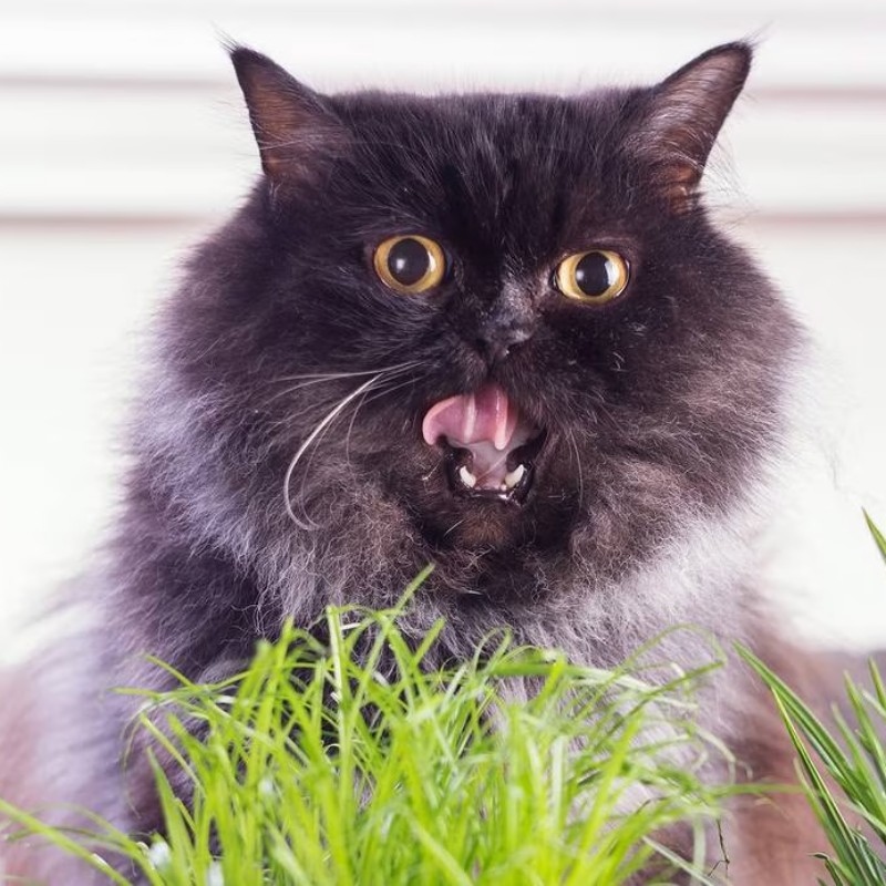 Mèo ói lông là hiện tượng khá phổ biến và thường gặp ở những chú mèo yêu của chúng ta. Nhìn thấy mèo nôn ra búi lông có thể khiến chủ nhân cảm thấy lo lắng và bối rối. Tuy nhiên, việc hiểu rõ nguyên nhân, biểu hiện, cách xử lý và phòng ngừa sẽ giúp bạn chăm sóc tốt hơn cho "cục cưng" của mình. Trong bài viết này, chúng ta sẽ cùng khám phá chi tiết về trạng thái mèo ói lông, khi nào cần đưa đi khám thú y và những biện pháp phòng tránh hiệu quả. Hiểu rõ về búi lông và nguyên nhân gây ra hiện tượng nôn ra búi lông ở mèo Mèo nôn ra búi lông không phải là điều hiếm gặp, đặc biệt đối với những bé mèo thích chải chuốt kỹ càng hoặc có lông dài. Chính quá trình tự vệ sinh giúp chúng loại bỏ lông chết, hạn chế tình trạng rụng lông quá mức, nhưng đồng thời lại gây ra hiện tượng tích tụ lông trong bụng. Đây là lý do khiến chúng dễ bị nôn ra búi lông, gây khó chịu cho mèo và chủ nhân. Chuyên gia y học thú y cho biết, búi lông là tập hợp các sợi lông chết đã bị nuốt vào trong quá trình mèo tự chải chuốt. Những búi lông này thường hình dạng nhỏ, dài, trụ hoặc giống như xúc xích, có màu sắc gần giống lông mèo, còn có thể hơi nâu hoặc xỉn màu do dịch tiêu hóa. Khi mắc kẹt trong dạ dày hoặc ruột, nó có thể gây ra cảm giác khó chịu và thúc đẩy mèo nôn ra để đẩy búi lông ra ngoài. Nguyên nhân chính khiến mèo bị búi lông là do quá trình chải chuốt quá mức hoặc tự làm sạch lông. Thói quen liếm lông liên tục làm lông rụng và bị nuốt vào bụng. Trong một số trường hợp, mèo có thể lười hoạt động hoặc bị căng thẳng, dẫn đến việc chải chuốt nhiều hơn bình thường, làm tăng khả năng tích tụ búi lông. Thêm vào đó, chế độ dinh dưỡng thiếu chất xơ hoặc không phù hợp cũng ảnh hưởng đến quá trình tiêu hóa, làm búi lông dễ dàng hình thành. Chính vì vậy, việc nhận biết rõ nguyên nhân sẽ giúp chủ nhân có phương pháp phòng ngừa phù hợp hơn. Việc dành thời gian chải lông đều đặn, cung cấp chế độ ăn giàu chất xơ và hạn chế căng thẳng sẽ góp phần giảm thiểu tình trạng mọc búi lông trong bụng của mèo, giúp chúng cảm thấy thoải mái, khỏe mạnh hơn trong cuộc sống hàng ngày. Biểu hiện và cách phân biệt mèo ói lông bình thường hay bất thường Khi mèo nôn ra búi lông, chủ nhân chắc chắn sẽ cần chú ý đến các biểu hiện kèm theo để đánh giá mức độ nguy hiểm của tình trạng này. Thông thường, mèo ói lông không gây nguy hiểm nghiêm trọng nếu xảy ra ít hơn một lần mỗi tháng, và búi lông có thể tự tiêu hoặc được thải ra qua mỗi lần nôn. Tuy nhiên, nếu biểu hiện kéo dài hoặc đi kèm các dấu hiệu bất thường, chủ nhân cần lập tức đưa mèo đến cơ sở y tế thú y để kiểm tra kỹ hơn. Biểu hiện bình thường của mèo ói lông là quá trình nôn ít hơn một lần mỗi tháng, với chất nôn không quá lạ hoặc gây sốc. Sau khi nôn, mèo vẫn hoạt động bình thường, không có dấu hiệu mệt mỏi, giảm thèm ăn hoặc thay đổi hành vi rõ rệt. Trong trường hợp này, chủ nhân hoàn toàn có thể theo dõi trong vòng 24 giờ để đảm bảo rằng tình hình vẫn ổn định, không có biến chuyển xấu nào xảy ra. Trên thực tế, nhiều trường hợp mèo ói lông bình thường sẽ không gây ảnh hưởng tiêu cực về lâu dài, đặc biệt nếu chủ nhân chăm sóc đúng cách. Việc cho mèo nghỉ ngơi, cung cấp đủ nước, chế độ ăn hợp lý sẽ giúp giảm thiểu tình trạng búi lông hình thành. Tuy nhiên, nếu có các biểu hiện như nôn quá nhiều lần, búi lông lớn hoặc có màu sắc bất thường, kèm theo các triệu chứng khác như chán ăn, lờ đờ hoặc tiêu chảy, chủ nhân cần nghĩ đến khả năng mắc bệnh hoặc tắc nghẽn nghiêm trọng. Lúc này, việc đưa mèo đến bác sĩ thú y là điều cần thiết để xác định chính xác nguyên nhân và tiến hành điều trị thích hợp. Cần chú ý rằng, việc theo dõi sát sao các biểu hiện của mèo trong quá trình nôn ra búi lông sẽ giúp chủ nhân nhận biết được tình hình sức khỏe của thú cưng, qua đó có các biện pháp chăm sóc phù hợp và kịp thời. Đừng chủ quan trước các dấu hiệu bất thường, vì đôi khi, búi lông có thể gây ra các biến chứng nghiêm trọng nếu không được xử lý đúng cách. Các phương pháp xử lý khi mèo ói lông và cách phòng ngừa hiệu quả Khi mèo ói ra búi lông, việc xử lý đúng cách đóng vai trò quan trọng để bảo vệ sức khỏe của thú cưng cũng như giảm thiểu rủi ro gây ra các biến chứng nặng nề hơn. Chủ nhân cần xác định xem tình trạng của mèo là bình thường hay bất thường trước khi quyết định hành động tiếp theo. Trong các trường hợp bình thường, việc để yên và theo dõi trong vòng 24 giờ là phù hợp, còn nếu bất thường, cần đưa mèo đến bác sĩ thú y để được kiểm tra và điều trị kịp thời. Việc điều trị tại nhà có thể gồm các biện pháp giúp hỗ trợ tiêu hóa, giảm búi lông hình thành như sử dụng thuốc nhuận tràng, gel hoặc bột trị búi lông theo hướng dẫn của bác sĩ. Ngoài ra, các phương pháp nội soi hoặc phẫu thuật sẽ được chỉ định trong trường hợp búi lông bị tắc nghẽn nghiêm trọng, gây nguy hiểm đến tính mạng của mèo. Chủ nhân cần tuân thủ đúng hướng dẫn y tế để đảm bảo quá trình điều trị đạt hiệu quả cao nhất. Để phòng ngừa búi lông hình thành và hạn chế tình trạng mèo ói lông, chủ nhân nên thực hiện những biện pháp phù hợp và đều đặn. Việc chải lông thường xuyên giúp loại bỏ lông rụng, giảm khả năng nuốt phải lông chết. Chế độ ăn giàu chất xơ, axit béo từ cá biển hoặc rau củ xay nhuyễn trộn vào thức ăn cũng giúp hỗ trợ tiêu hóa hiệu quả hơn. Ngoài ra, quan tâm đến tinh thần của mèo, tạo môi trường vui vẻ, giảm căng thẳng cũng góp phần hạn chế thói quen chải chuốt quá mức. Cuối cùng, việc bổ sung đủ nước và sử dụng thức ăn ướt sẽ giúp duy trì độ ẩm cần thiết cho hệ tiêu hóa của mèo, hạn chế việc tích tụ búi lông trong bụng. Chủ nhân cần xây dựng lịch trình chăm sóc hợp lý, kết hợp các biện pháp phòng ngừa này để giúp mèo yêu luôn khỏe mạnh, ít gặp phải tình trạng ói lông và búi lông. Đặc biệt, việc khám định kỳ cũng giúp phát hiện sớm các vấn đề liên quan đến tiêu hóa của thú cưng, từ đó có biện pháp can thiệp phù hợp, kịp thời. Tổng kết: Biết khi nào cần can thiệp thú y để bảo vệ sự an toàn của mèo yêu Mèo ói lông là hiện tượng khá phổ biến, nhưng không phải lúc nào cũng đáng lo ngại nếu chúng ta biết cách theo dõi và xử lý đúng cách. Hầu hết các trường hợp nôn ra búi lông đều không gây nguy hiểm lớn, miễn là chúng diễn ra với tần suất thấp, và không kèm theo các biểu hiện bất thường khác. Tuy nhiên, chủ nhân cần nâng cao ý thức để nhận biết rõ các dấu hiệu cảnh báo nhằm phòng tránh các biến chứng có thể xảy ra. Việc nôn ra búi lông quá thường xuyên, búi lông kích thước lớn hoặc có màu sắc bất thường là các dấu hiệu cảnh báo về tình trạng nghiêm trọng cần được đưa đi khám thú y ngay lập tức. Đồng thời, các triệu chứng như giảm thèm ăn, lờ đờ, tiêu chảy hoặc táo bón, bụng sưng hoặc đau cũng là những dấu hiệu cần cảnh giác. Nếu xác định đây là tình trạng bất thường, chủ nhân đừng chần chừ, hãy đưa mèo tới phòng khám để được kiểm tra, chẩn đoán chính xác và điều trị kịp thời. Chăm sóc đúng cách, phòng ngừa hiệu quả, và theo dõi sát sao sẽ giúp mèo yêu của bạn có cuộc sống khỏe mạnh, không lo về búi lông hoặc các biến chứng liên quan đến tình trạng ói lông. Đồng hành cùng thú cưng trong suốt quá trình dài, chúng ta có thể giảm thiểu tối đa rủi ro và nâng cao chất lượng cuộc sống của các bé mèo yêu thương. Kết luận Tóm lại, mèo ói lông là hiện tượng thường gặp nhưng có thể phòng tránh và xử lý hiệu quả nếu chủ nhân hiểu rõ nguyên nhân, biểu hiện cũng như các biện pháp cần thiết. Việc chải lông đúng cách, cung cấp chế độ dinh dưỡng phù hợp và quan tâm đến tình trạng tinh thần của mèo đóng vai trò quan trọng trong việc giảm thiểu búi lông hình thành. Chủ nhân cần luôn chú ý theo dõi các dấu hiệu bất thường để kịp thời đưa mèo đi khám, tránh để tình trạng biến chuyển xấu gây nguy hiểm đến sức khỏe của chúng. Chăm sóc chủ động đúng cách không những giúp mèo yêu của bạn tránh khỏi các rắc rối về búi lông mà còn góp phần nâng cao chất lượng cuộc sống, mang lại niềm vui và sự yên tâm cho người nuôi. Hãy luôn là người bạn đồng hành, chăm sóc chu đáo để chú mèo của bạn luôn khỏe mạnh và hạnh phúc, tránh xa những lo lắng về tình trạng mèo ói lông quá mức.