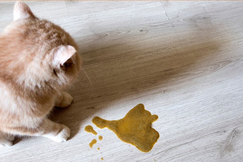 Mèo Ói Lông (Hairball): Khi Nào Cần Can Thiệp Thú Y?