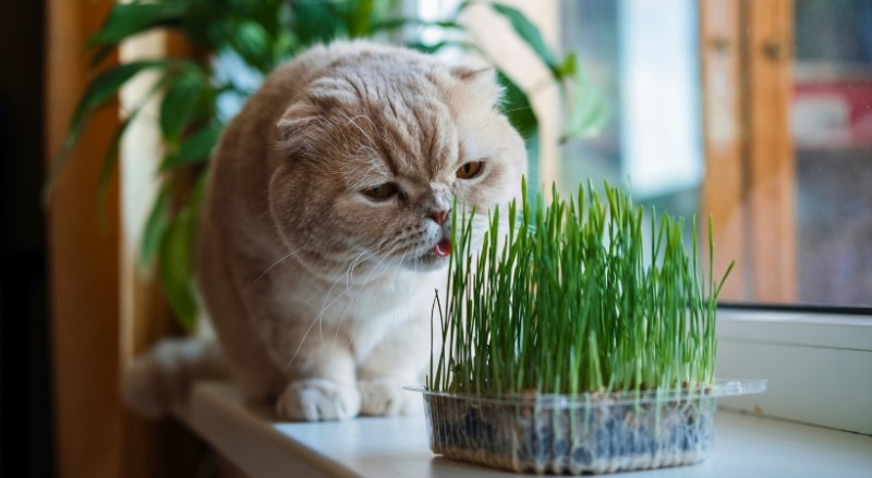 Mèo Ói Lông (Hairball): Khi Nào Cần Can Thiệp Thú Y?