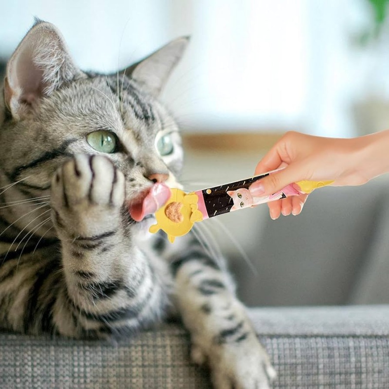 Mèo Rụng Lông Khi Thay Thức Ăn: Sai Lầm Thường Gặp