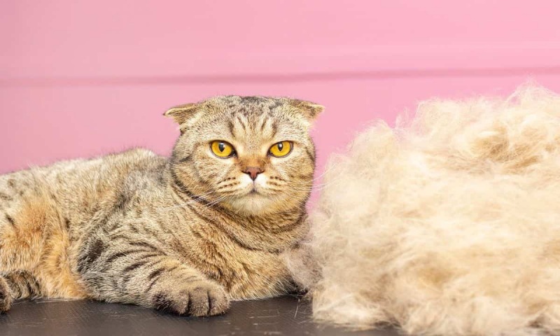 Nguyên Nhân Gây Rụng Lông Khi Thay Đổi Thức Ăn Ở Mèo