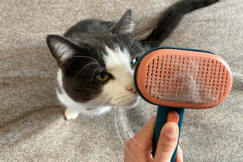 Mèo Rụng Lông Khi Thay Thức Ăn: Sai Lầm Thường Gặp