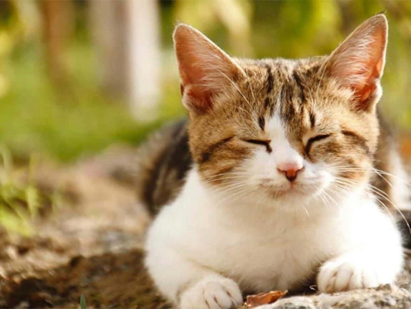 Mèo Ngủ Nhiều, Ít Vận Động: Bình Thường Hay Bệnh?