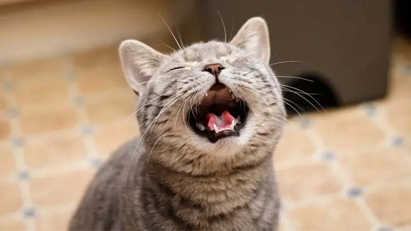 Mèo Kêu Nhiều Ban Đêm: 5 Nguyên Nhân Phổ Biến