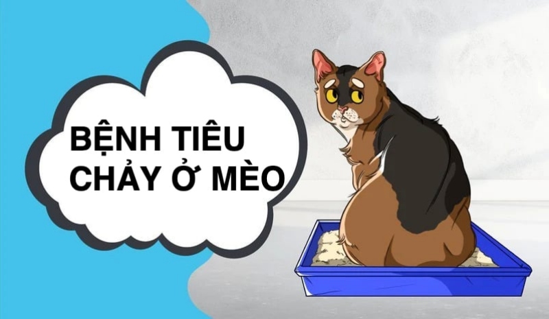 Mèo Tiêu Chảy: Cách Xử Lý Tại Nhà An Toàn