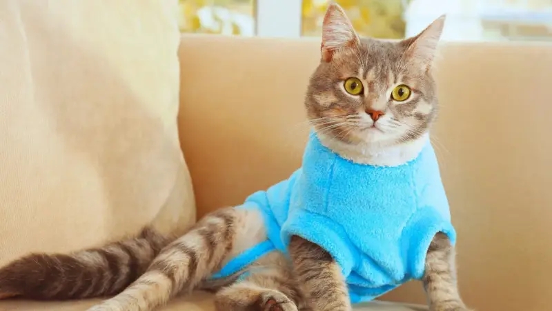 Quần Áo Cho Mèo Có Gây Stress Không?