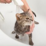 tắm mèo