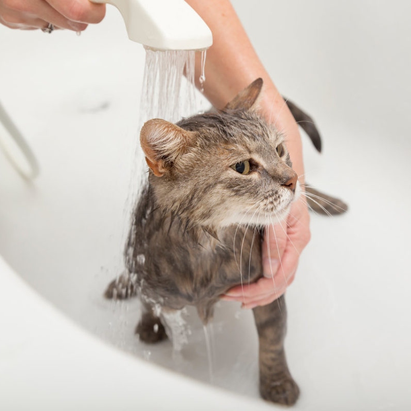 tắm mèo