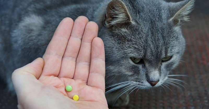 Tẩy Giun Cho Mèo Con: Dùng Sớm Có Sao Không?