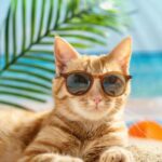 mèo bị sốc nhiệt