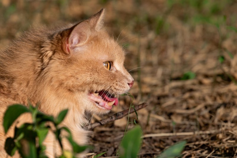 Cách xử lý an toàn khi mèo bị sốc nhiệt