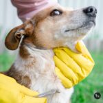 Phòng ve chó hiệu quả tại nhà