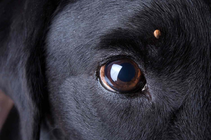 Phòng ve chó hiệu quả tại nhà