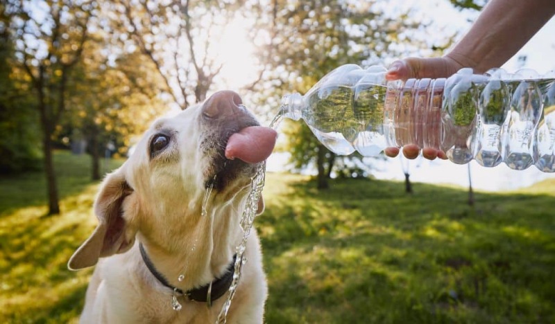 Nhận biết nhanh các biểu hiện sốc nhiệt chó mèo