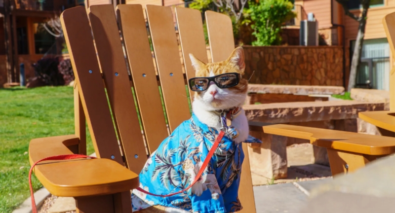 Sốc nhiệt chó mèo: Vì sao nguy hiểm và cách phòng ngừa hiệu quả