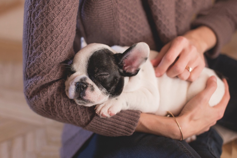 Cách phòng tránh sốc nhiệt và giữ gìn sức khỏe cho chó mùa khô
