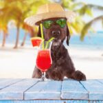 Hướng dẫn tránh sốc nhiệt chó mèo trong thời tiết nóng