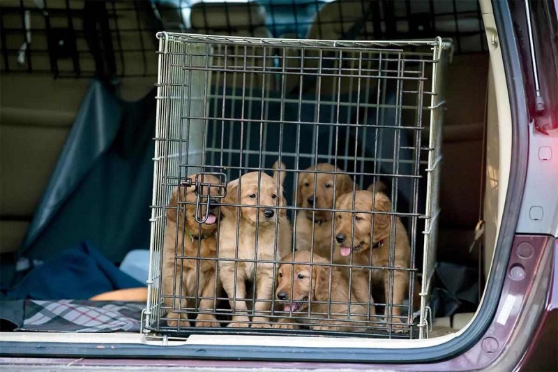 Xe máy: phù hợp cho quãng đường ngắn và yêu cầu chuẩn bị kỹ lưỡng