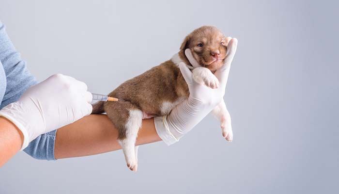 Chó bị bệnh