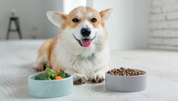 chó mèo ăn nhiều thịt
