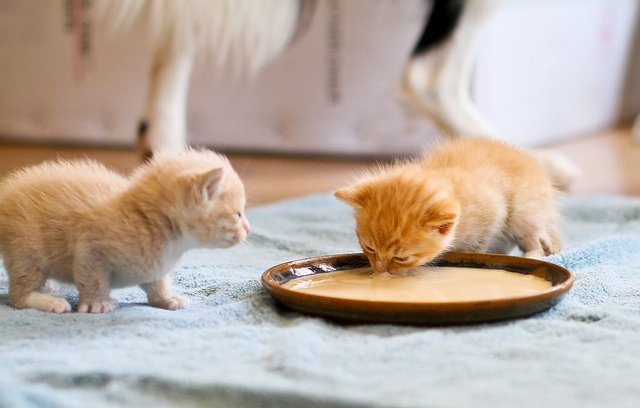 chó mèo ăn nhiều thịt