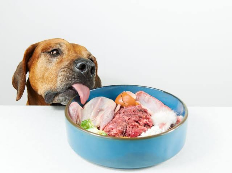 Gợi ý cách lựa chọn thức ăn cho chó dị ứng