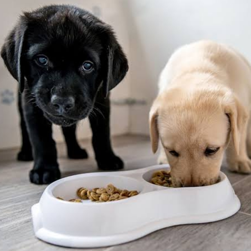 Gợi ý cách lựa chọn đồ ăn cho chó con