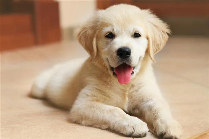 Gợi ý cách lựa chọn đồ ăn cho chó con