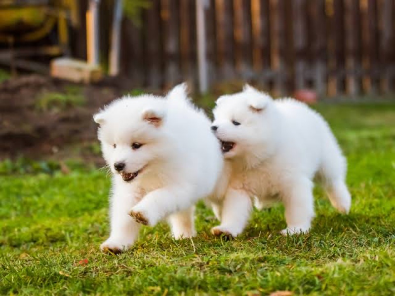 Gợi ý cách lựa chọn đồ ăn cho chó con