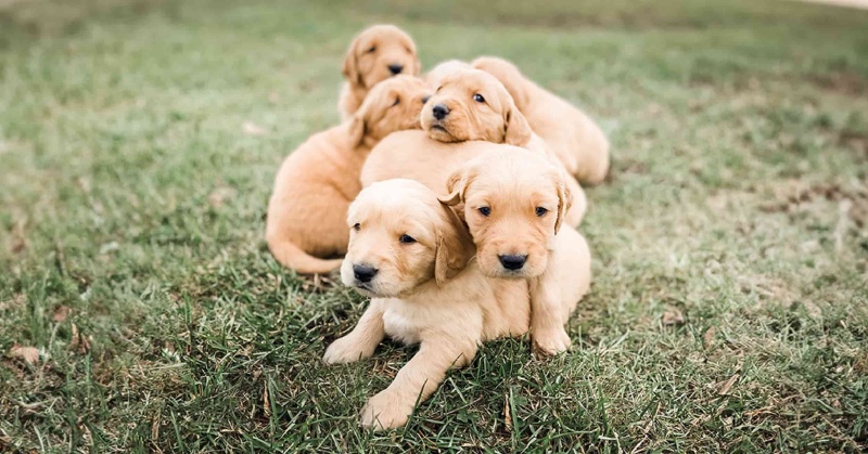 Gợi ý cách lựa chọn đồ ăn cho chó con