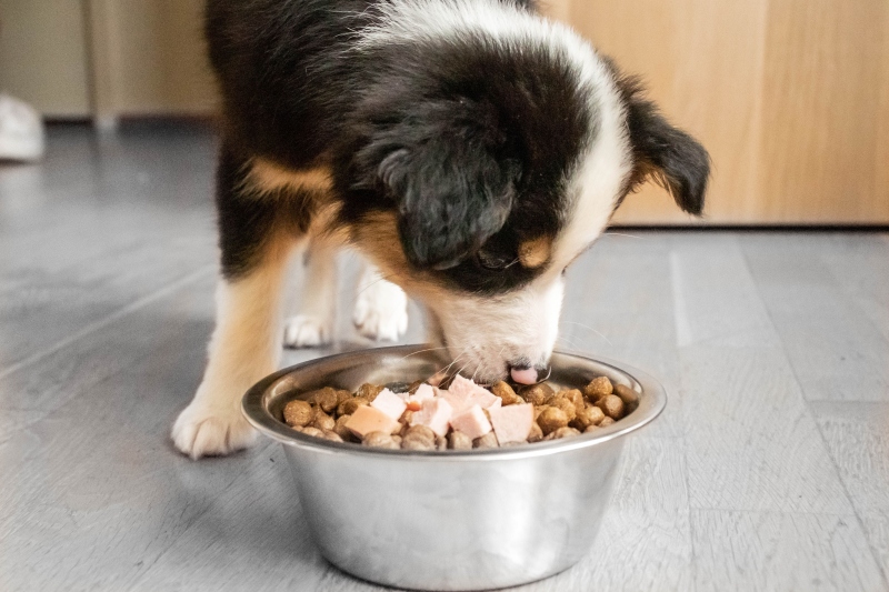 Tiêu chí chọn đồ ăn cho chó già