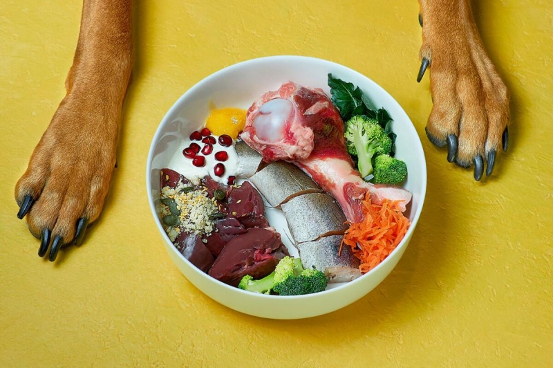 Cách chọn đồ ăn cho chó tăng cân nhanh