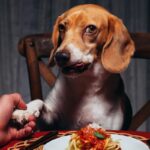 Cách chọn đồ ăn cho chó tăng cân nhanh