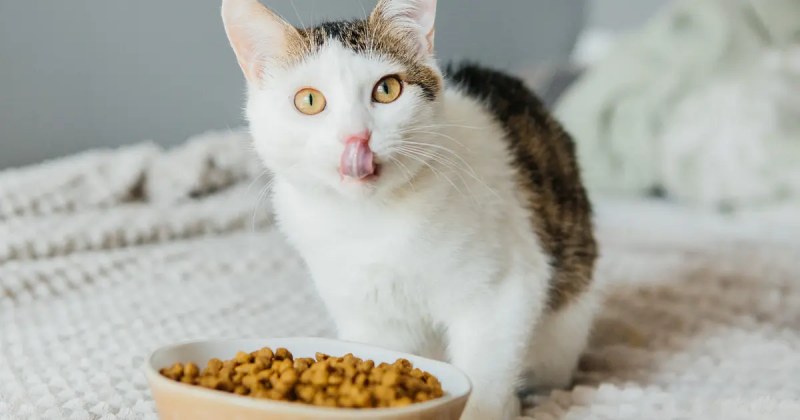 Cần biết gì khi chọn đồ ăn cho mèo bị kén ăn