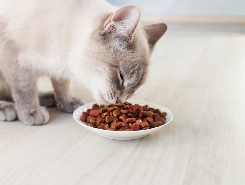 Cách chọn đồ ăn cho mèo dạng hạt chuẩn xác
