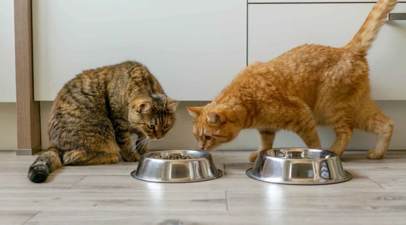 Cách chọn đồ ăn cho mèo dạng hạt chuẩn xác