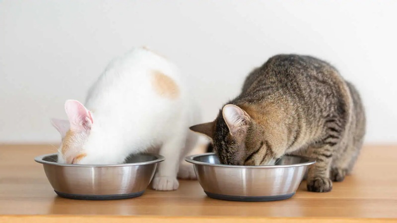 Cách chọn đồ ăn cho mèo dạng hạt chuẩn xác